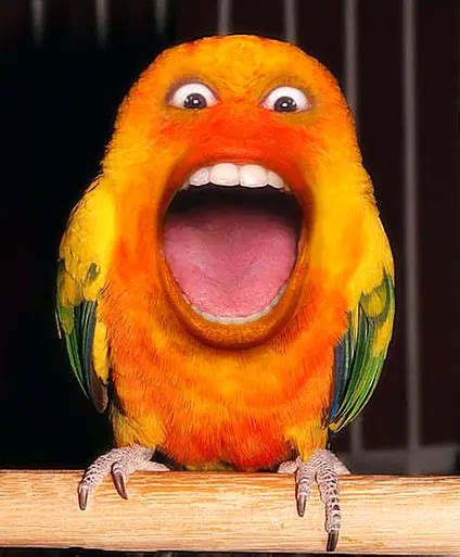 Funny Parrot Charming Affectionate Talkative And So Cute