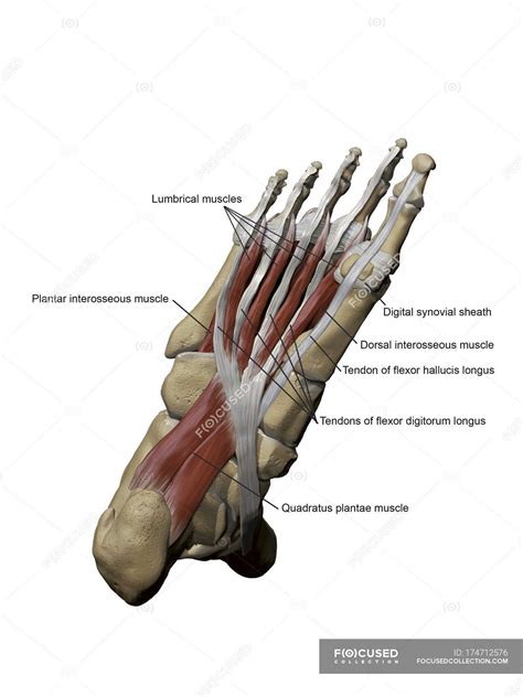 Model Of The Foot Depicting The Plantar Intermediate Muscles And Bone