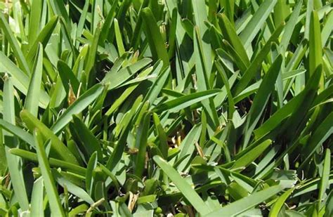 8 Best Grass That Grows In Shade Tips Included Crabgrasslawn