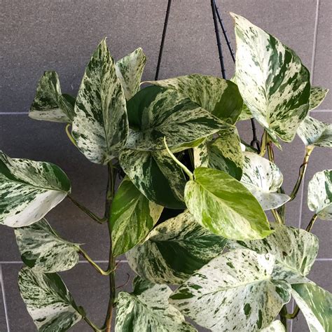 Are Marble Pothos Toxic To Cats Danelle Schott