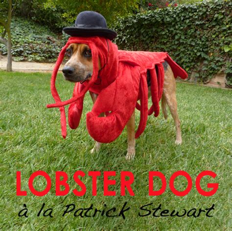 How To Make A Lobster Costume For Your Dog Pethelpful