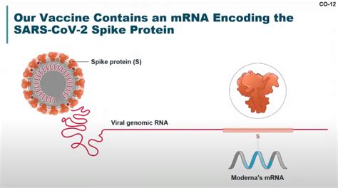 The mrna vaccines use a tiny piece of. 11 COVID-19 therapies you need to know - Page 3 of 12 ...