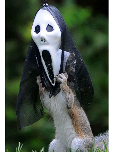 Squirrels Wearing Halloween Masks Photos Of Squirrels In Halloween