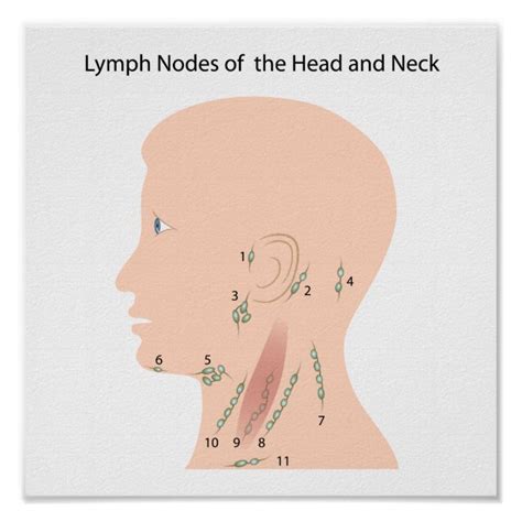 Lymph Nodes Of The Head And Neck Poster Uk