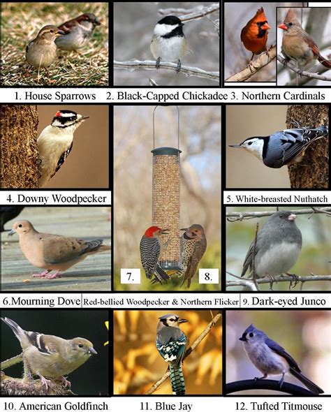 Most Common Garden Birds