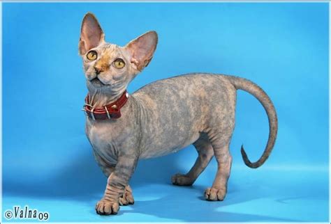 5 Of The Weirdest And Ugliest Cat Breeds From Around The World