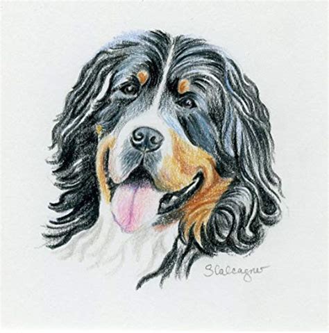 Bernese Mountain Dog Sketch At Explore Collection