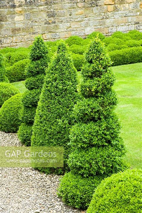 Spiral Buxus Topiary Stock Photo By Mark Bolton Image 0135031