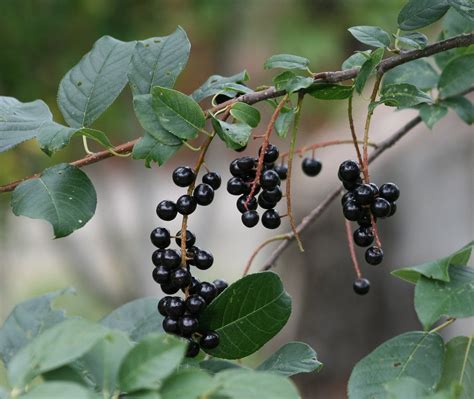 Chokecherry Prunus Virginiana — Annual Plant Sale