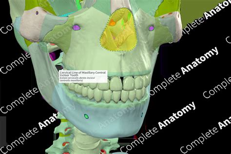 Cervical Line Of Maxillary Central Incisor Tooth Complete Anatomy