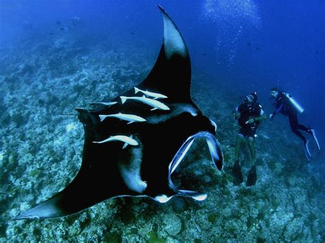 All About Manta Rays Adreno Ocean Outfitters
