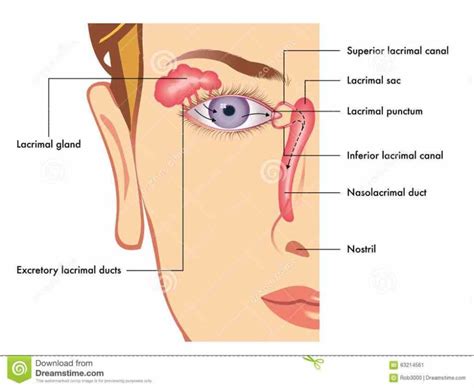 Function And Clinical Importance Of Lacrimal Gland Learn Now At Kenhub How Is Functioning De