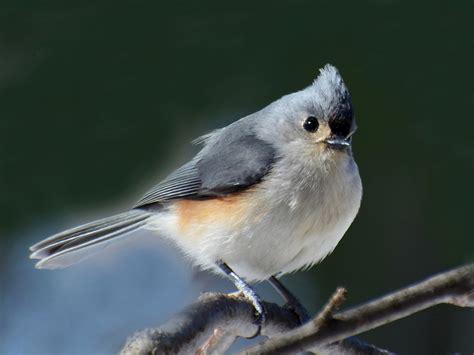 Tufted Titmouse Song Call Voice Sound