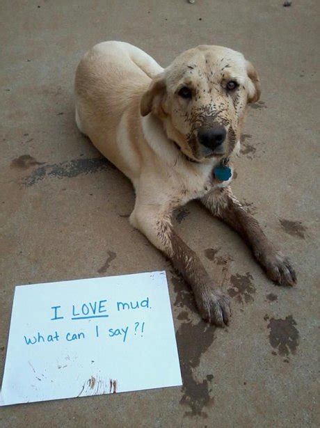 The Time This Dog Didnt Think About How Much Mud There