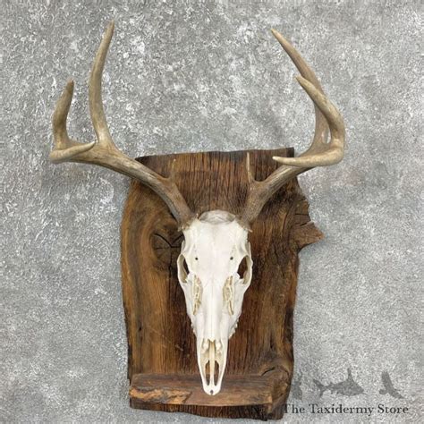 Whitetail Deer Skull European Mount For Sale 25600 The Taxidermy Store