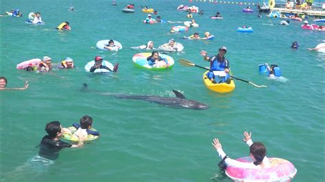 「くじらに出会える海水浴場」オープン 海と日本project In 和歌山県