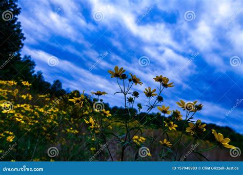 Dark Clouds Rolling Over A Field Of Yellow Flowers Stock Image Image