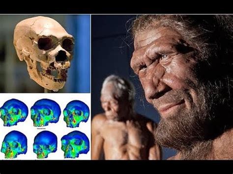 Scientists Finally Uncovered Why The Neanderthals Had Protruding Faces And Giant Nostrils Youtube