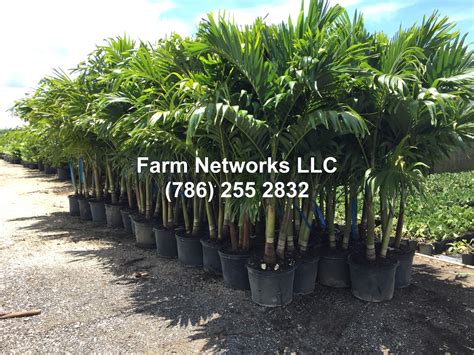 Fresh Cut Christmas Trees For Sale in Mapleton, ME