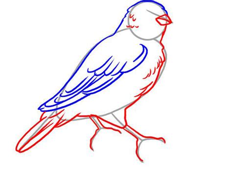 Kako Nacrtati Pticu Slika Kako Nacrtati Pticu 100