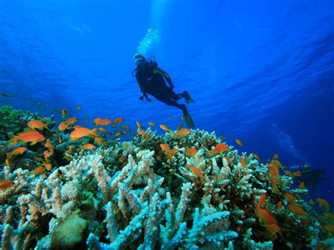 Scuba Diving And Snorkeling Havelock Island Andaman Islands