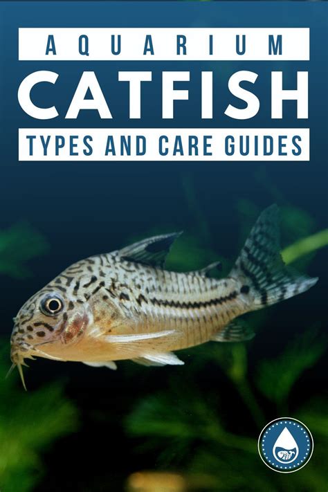 Aquarium Catfish Types And Care Guides Aquarium Catfish Freshwater