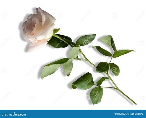 White Rose Stock Photo Image Of Close Tender Tenderness 8328836