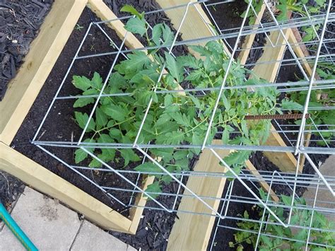 Build The Best Tomato Cages Ever Backyard Vegetable Gardens Tomato