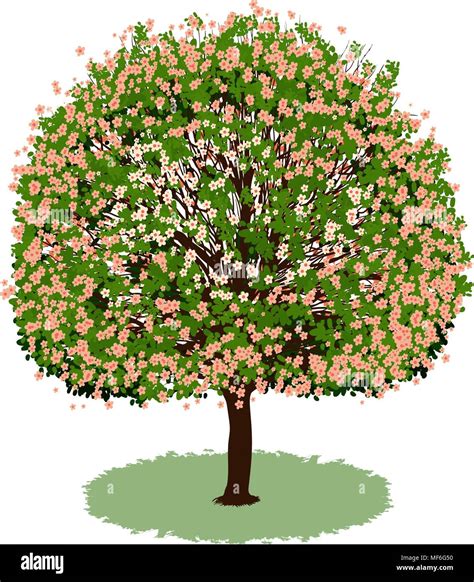 Beautiful Tree Illustration Stock Vector Images Alamy