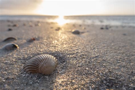 Top 20 Where To Collect Seashells In Southern California In 2022 Gấu Đây