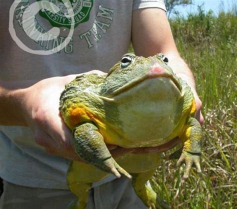 The Animal For Just The Biggest Frog In The World