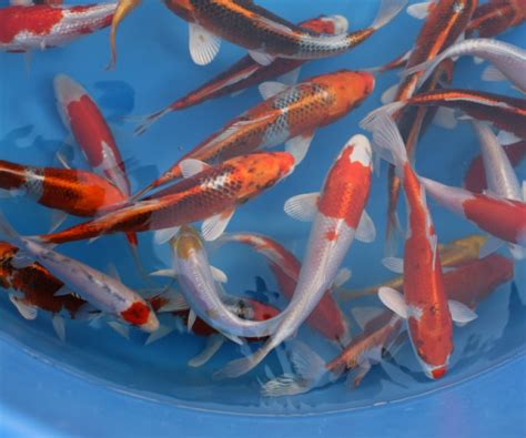All About Koi Fish Life Baby Koi Fish For Sale Near Me