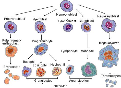 Maybe you would like to learn more about one of these? Hematopoietic stem cell - wikidoc