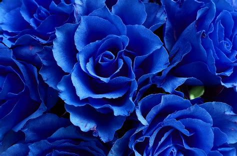 Bunga Ros Biru Makna Di Sebalik Misteri Kewujudannya Di Alam Flora