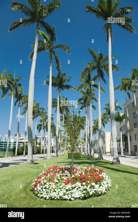 Royal Palm Trees Royal Palm Way Palm Beach Florida Usa Stock Photo Alamy