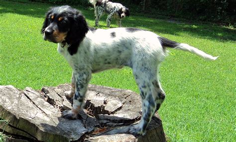 These english setter puppies are energetic, intelligent, & friendly. puppy_1 | East Coast Llewellin Setters