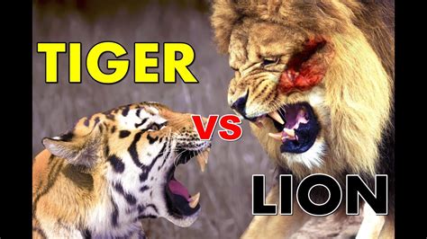 Tiger Vs Lion Real Fight Who Is Real King Of Jungle Guess Who Wins My Xxx Hot Girl