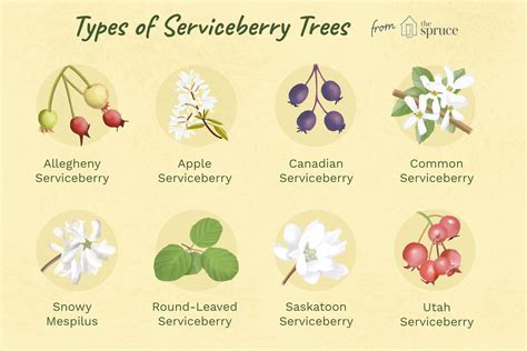 9 Recommended Species Of Serviceberry Trees And Shrubs 2022