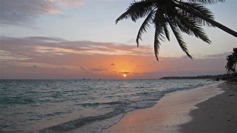 Slanting Palm Tree Ocean Waves Beach Sand Under Blue Sky During Sunset