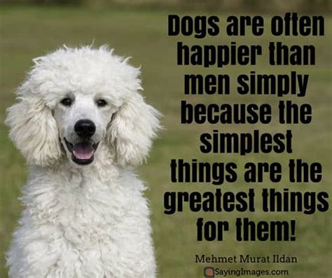 50 Dog Quotes For People Who Love Dogs