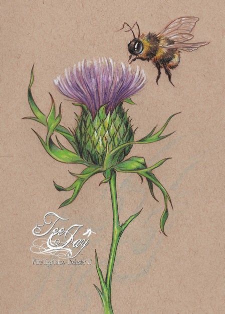 Thistles Art Flower Drawing Scottish Tattoos