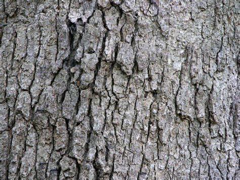 Ash Tree Identification Bark Sustained Memoir Gallery Of Photos