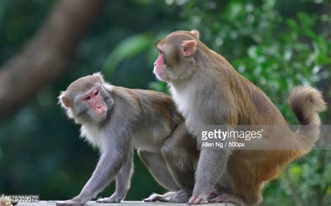 Two Monkeys Stock Pictures Royalty Free Photos And Images Getty Images
