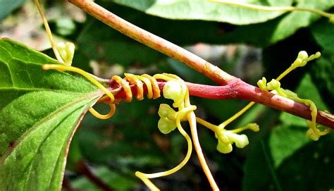 Parasitic Plant Steals Genes To Use Against Its Victims Futurity