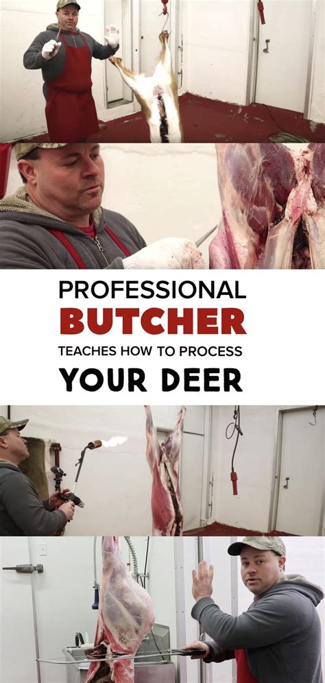 A Professional Butcher Teaches How To Butcher A Whitetail Deer