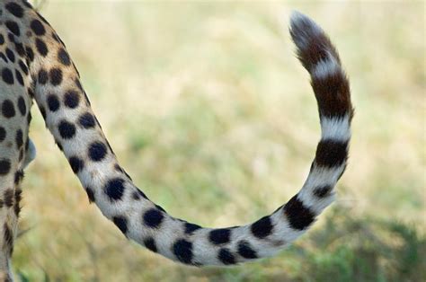 Close Up Of A Cheetahs Tail Ngorongoro Photograph By Panoramic Images