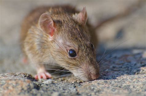 Up To 120 Million Rats Could Invade Uk Homes Due To Wet Weather Hewan