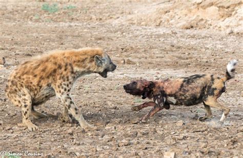 A Hyenas Plan Bites It In The Bum Africa Geographic