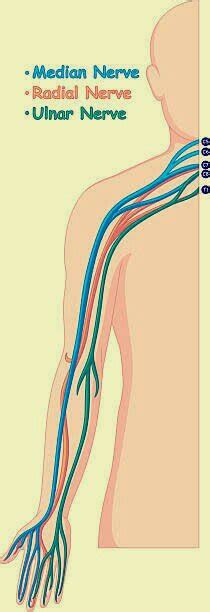 Radial Nerve Injury Pt Master Guide