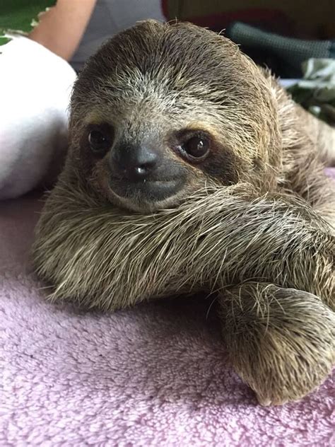 Kstr Blog Baby Sloth Cute Sloth Cute Baby Sloths